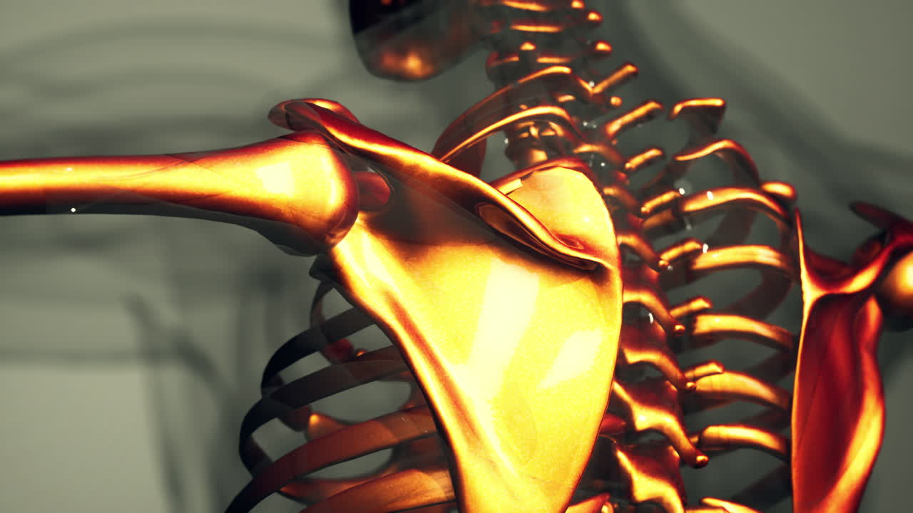 huesos visibles del esqueleto del hombre