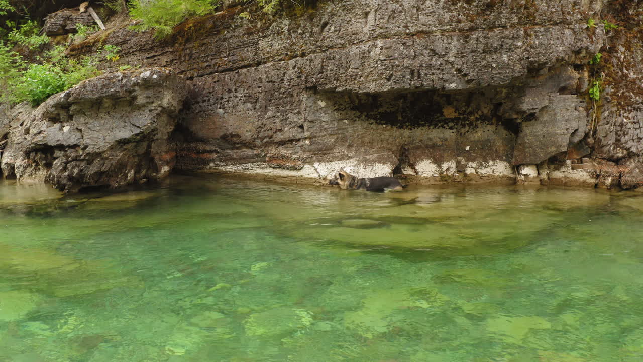 Pastore tedesco che nuota in un fiume di acqua dolce nel McDonald Creek, ripresa carrellata