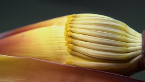 Nährstoffreiche-Bananenblüte-Oder-Wegerichblüte-Oder-Mokka-Hat-Viele-Ernährungsphysiologische-Vorteile