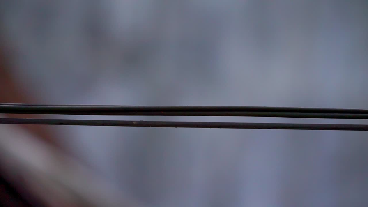 흐릿한 배경을 가진 검은 전선 위를 걷는 개미의 정적인 샷 - 물체에 초점