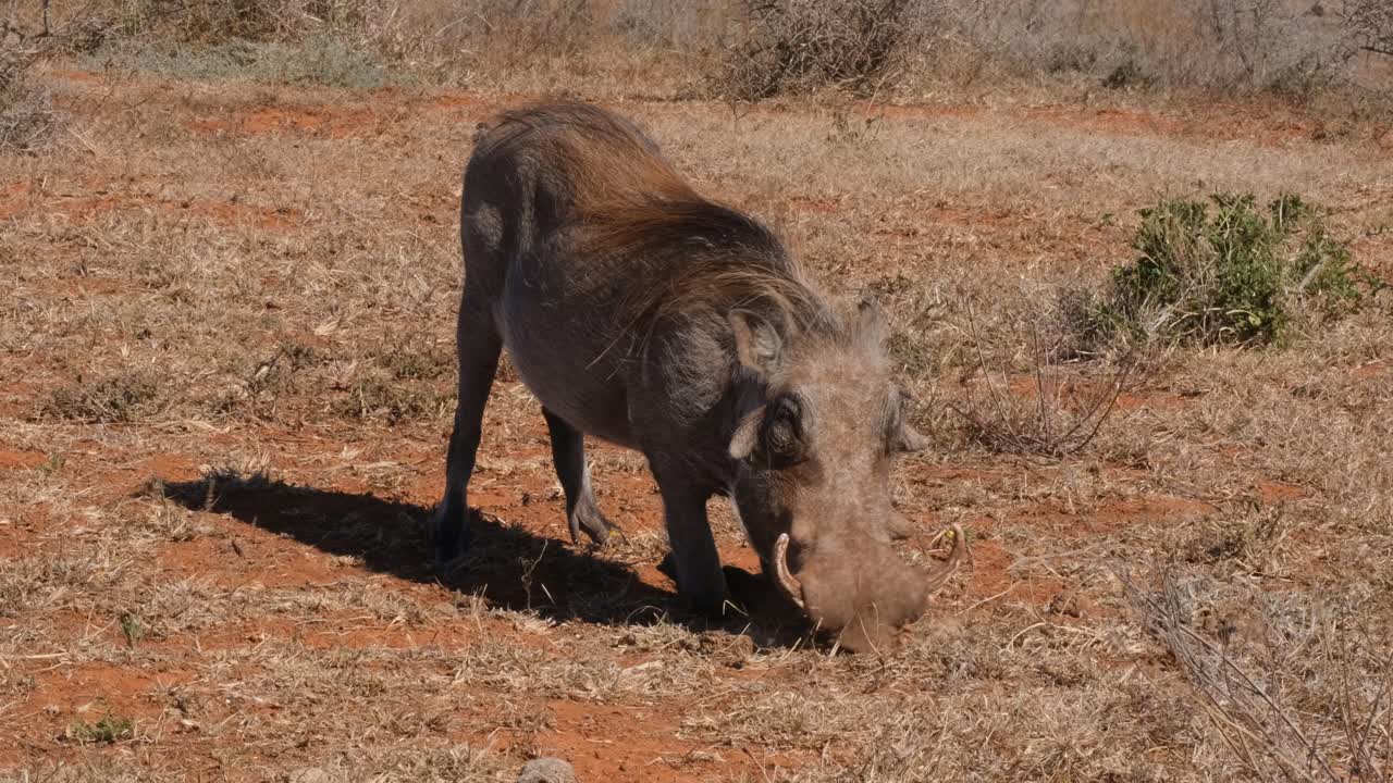Warthog adult eating grass