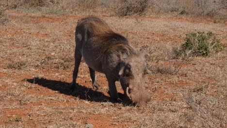 warthog adult eating grass