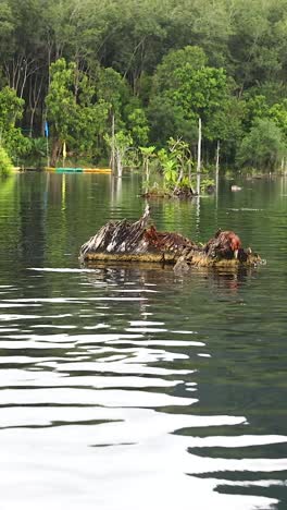 Kayakers navigate serene canal in lush Krabi
