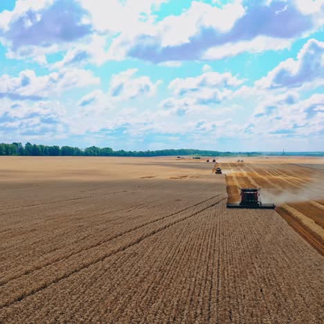 Harvesting golden wheat field