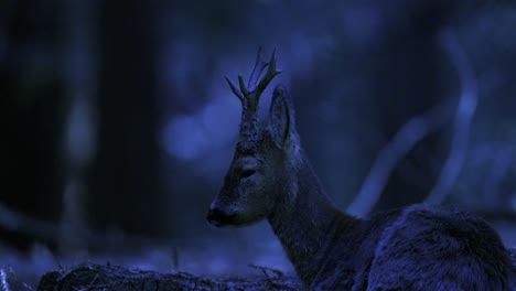 low angle night time view of sleeping roe deer lying down on forest floor