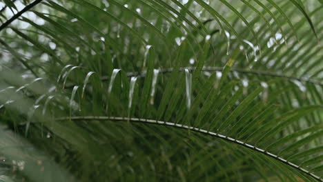 Slow-motion-moving-shot-of-wet-lush-rain-forest-ferns,-Costa-Rica