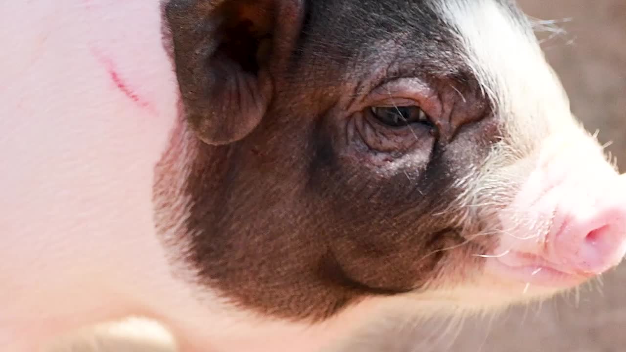 Detailed shots of mini pigs showcasing their unique markings and textures on a sunlit concrete floor.