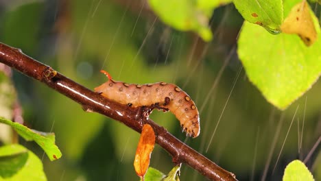 caterpillar bedstraw hawk moth crawls on a branch during the rain. caterpillar (hyles gallii) the bedstraw hawk-moth or galium sphinx, is a moth of the family sphingidae.