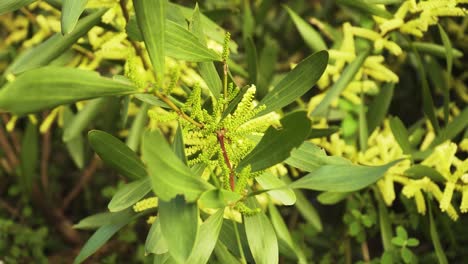 4K-Nahaufnahme-Eines-Grünen-Blattes-Und-Blütenzweigs-Einer-Akazie-Longifolia,-Die-Im-Volksmund-Auch-Als-Gelbzweig-Bekannt-Ist-Und-Im-Wind-Zittert