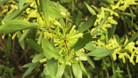 4k de cerca en una rama de hoja verde y flor de una acacia longifolia comúnmente conocida como zarzo cetrino temblando en el viento