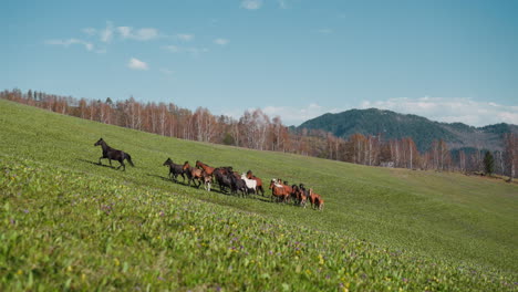 Horses-with-foals-run-following-leader-uphill-at-highland