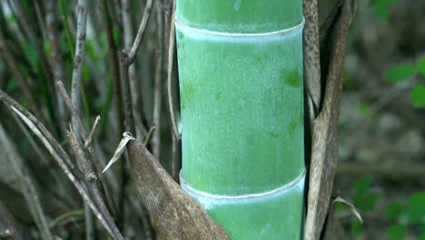 in japan, bamboo is a very important plant because it is used for different purposes