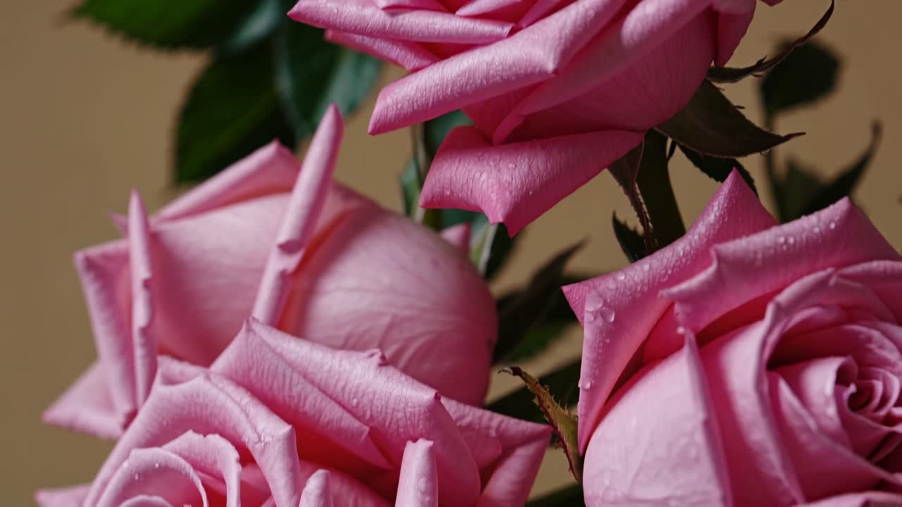 Il video mostra vivaci rose rosa in piena fioritura, concentrandosi sui loro delicati petali.