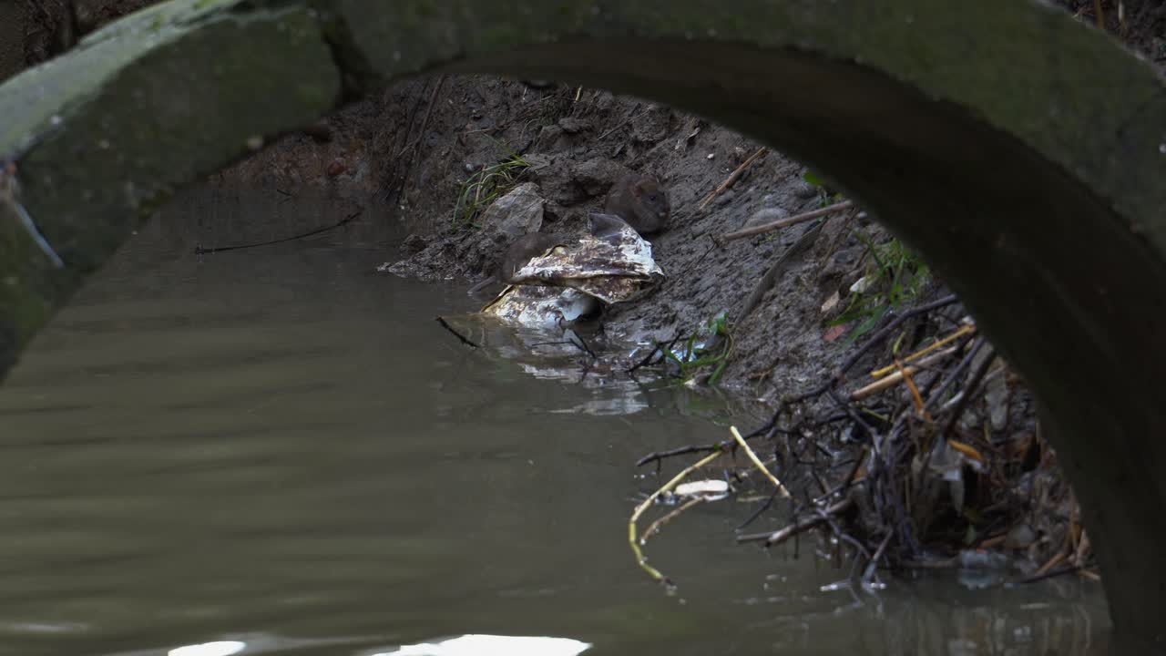un par de ratas se alimentan del banco del colector de agua estancada negra dentro del canal de drenaje
