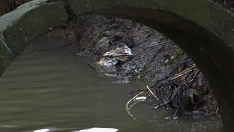 pair of rats feed on bank of black stagnant water collector inside drainage canal