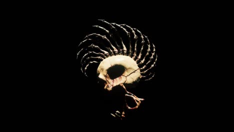 el bucle de la calavera vj punk