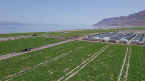 a field of watermelons at harvest time next to the dead sea - an area without rain