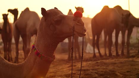 camellos en cámara lenta en la feria de pushkar, también llamada feria de camellos de pushkar o localmente como kartik mela es una feria anual de varios días de ganado y cultural que se celebra en la ciudad de pushkar rajasthan, india.