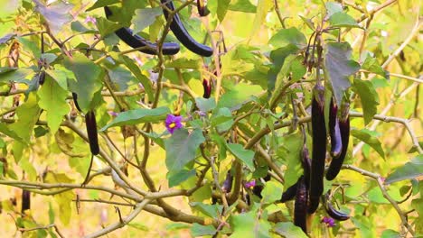 Dünne-Auberginen-Oder-Auberginen-Hängen-An-Einem-Sonnigen-Tag-Auf-Einem-Bio-Bauernhof-Und-Wiegen-Sich-Sanft-Im-Wind