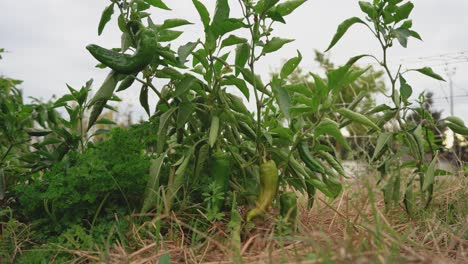 close up of a person picking or harvesting green peppers in a organic sustainable eco friendly farm