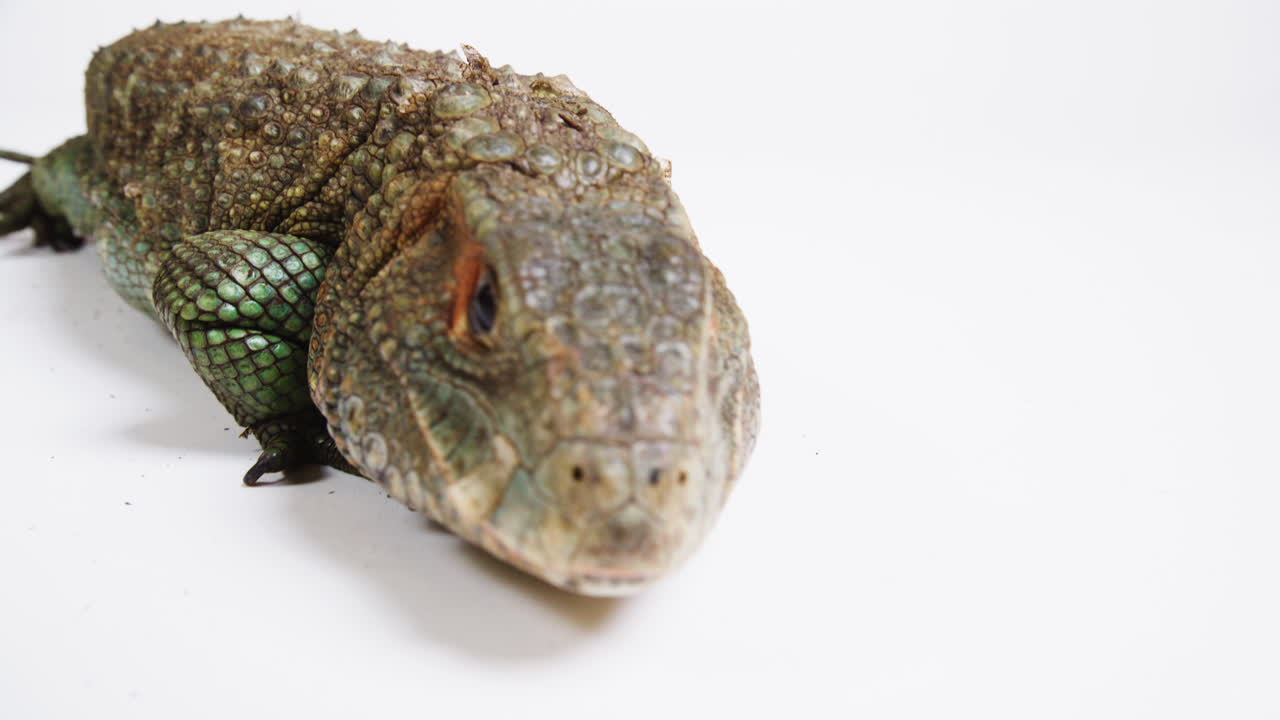 кайманская ящерица ходит медленно на белом