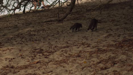 mother and baby raccoon walking on the beach