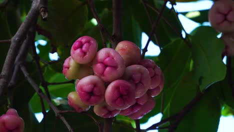 Close-up-of-Chinese-Plums-growing-ready-for-harvest---Also-known-as-Japanese-Plum-and-the-main-ingredient-in-Asian-Plum-Sauce