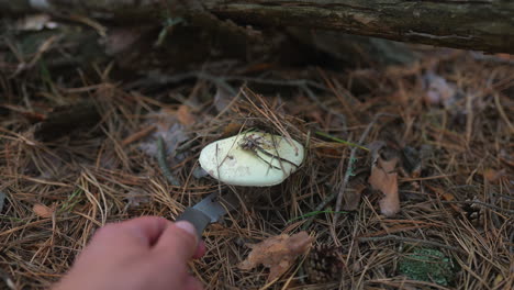 mushroom in the forest with knife