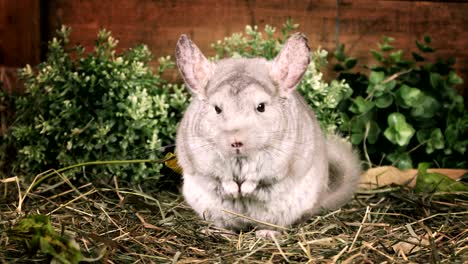 small chinchilla sitting on straw