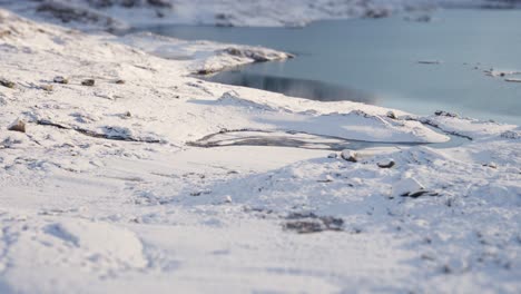 the first snow covers the banks of the small lake