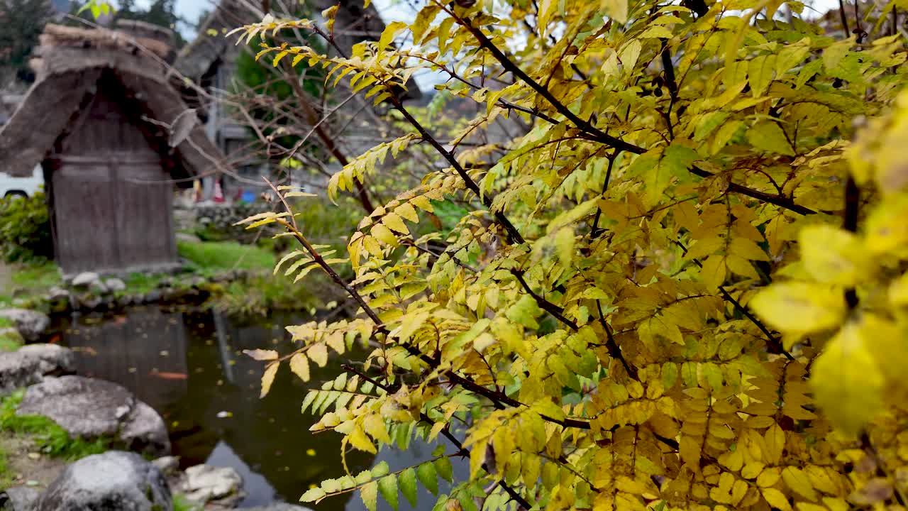 Yellow autumn leaves frame traditional gassho style houses in Shirakawa go, a UNESCO World Heritage Site, creating a picturesque autumn scene