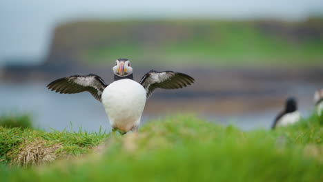 Puffin-Bird-Flapping-its-Wings,-Blurred-Scottish-Landscape-Backdrop