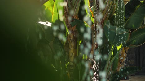 Zeitlupe-Herabstürzende-Wassertropfen-In-Tropischer-Umgebung