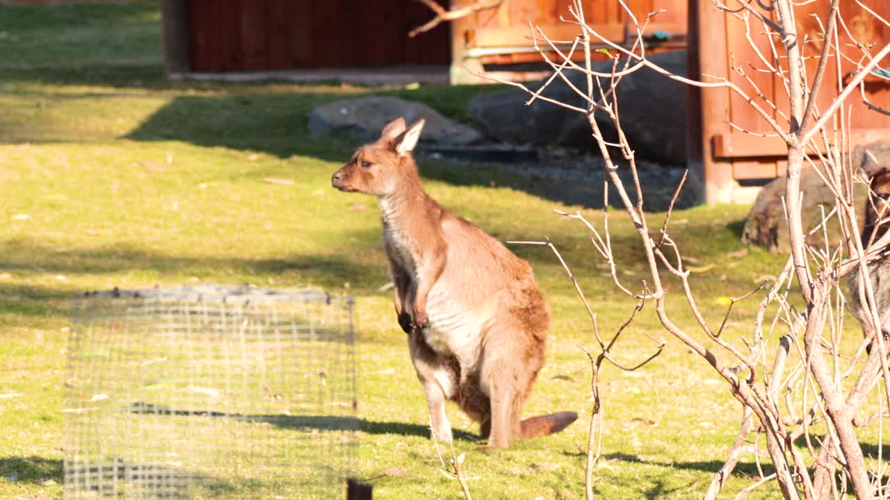 거루 가 멜버른 동물원 의  을 탐사 하고 있다
