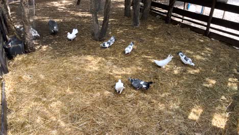 Palomas-Vagando-En-Un-Corral-De-Paja-Iluminado-Por-El-Sol