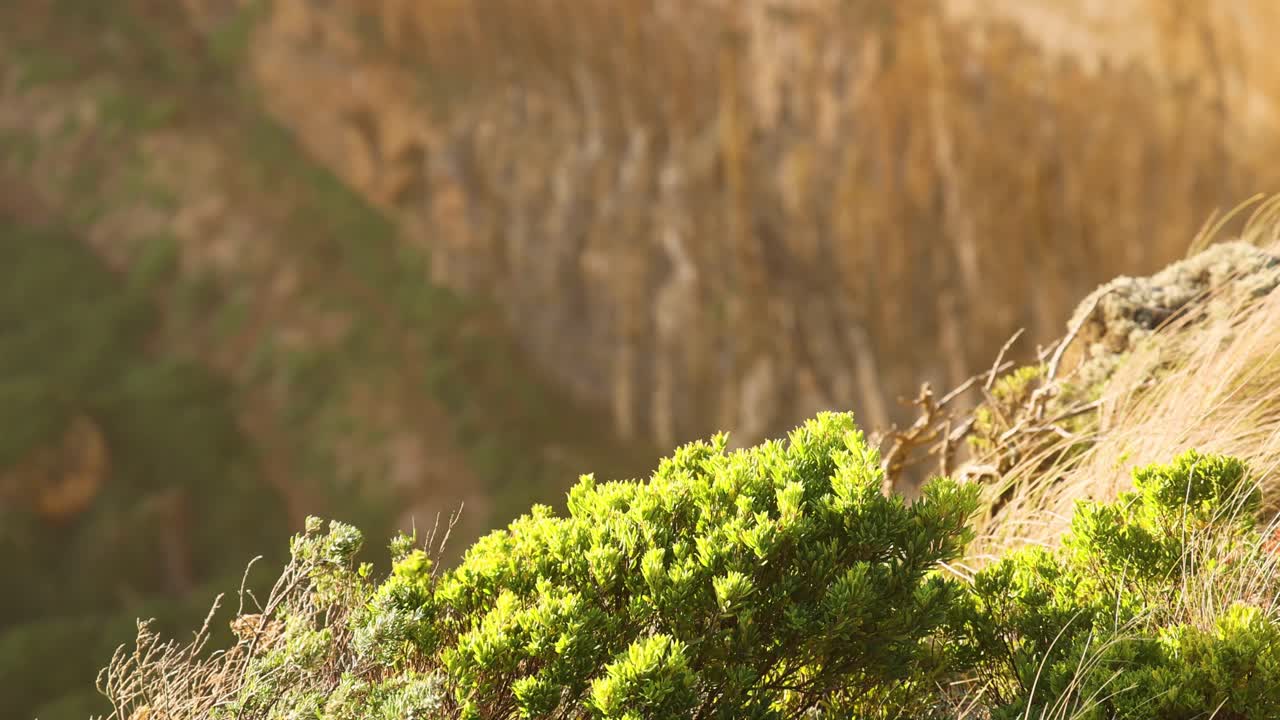 arbustos verdes en un acantilado en melbourne