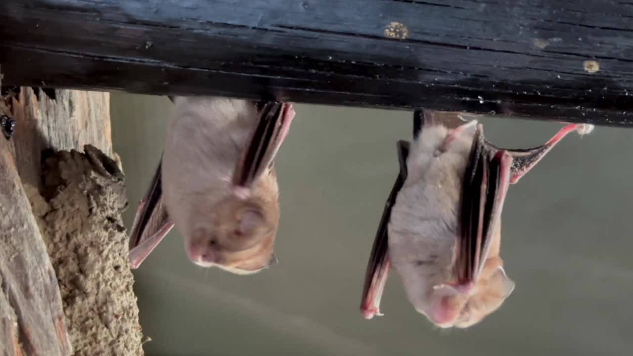 две летучие мыши рода hipposideros висят вверх ногами с потолка приюта для наблюдения за природой в национальном парке ливонде, малави.