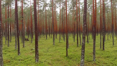 Drone-slowly-flies-through-uniform-conifer-plantation