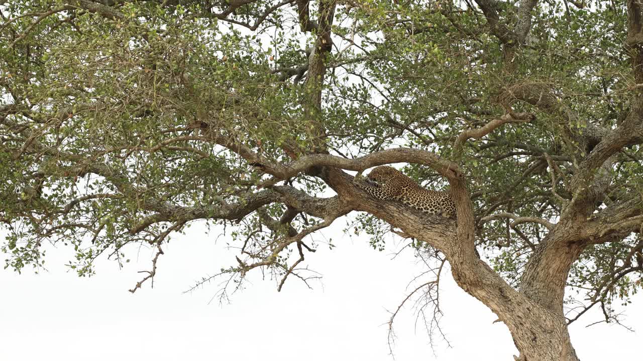 A leopard lying in a tree sharpens its claws on the branch in the Masai Mara, Kenya