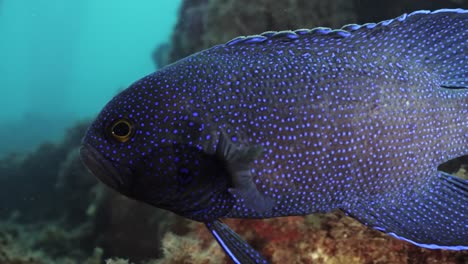 southern blue devil fish paraplesiops meleagris endemic southern australia 4k slow motion