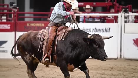 bull rider at rodeo