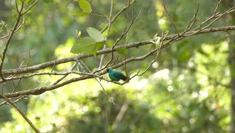 close up shot of blue colored bird sitting on wooden perch of tree in wilderness during sunlight