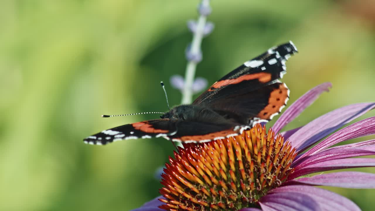 Primo piano di farfalla Vanessa Atalanta appollaiata e che si nutre di nettare su Echinacea purpurea