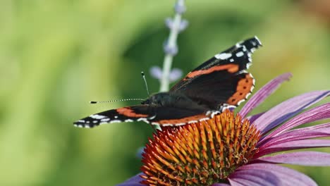 Primer-Plano-De-La-Mariposa-Almirante-Roja-Donde-Se-Posan-Y-Comen-Néctar-En-Flor-Cónica-Púrpura