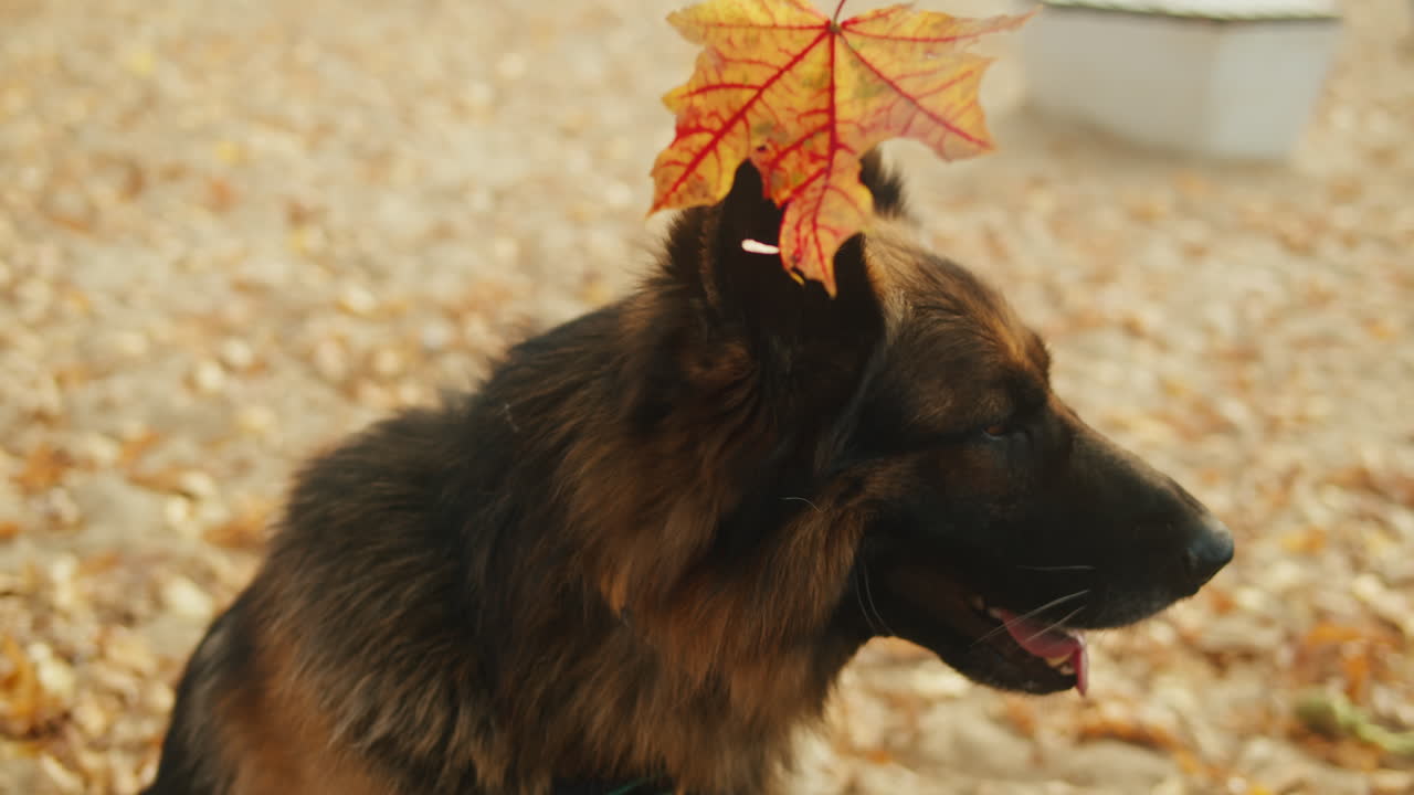 German Shepherd with Autumn Leaf