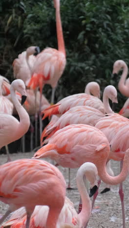 Bright flamingos stand in a group against the back 2023 11 27 05 24 34 utc.mov | african, animal, animals, avian
