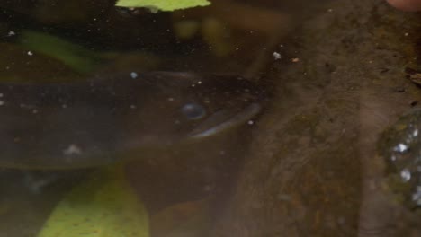 anguila negra de aleta larga bajo el agua con rocas y hojas flotantes en el retiro de la selva tropical de o&#39;reilly - costa de oro, qld - primer plano, ángulo alto
