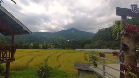 beautiful golden rice fields with mountains in distance