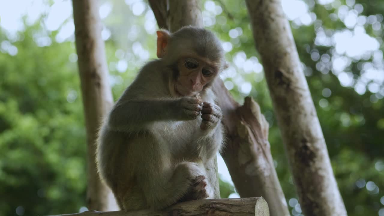 A close up shot of a monkey playing and having fun while sitting on a branch of a tree
