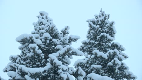 snowfall in alberta canada forest